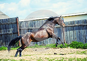 Horse run gallop in meadow