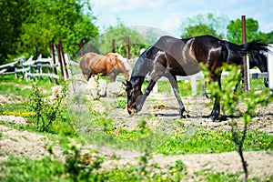 Horse run gallop in meadow