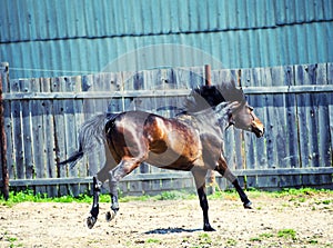 Horse run gallop in meadow