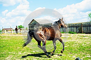 Horse run gallop in meadow