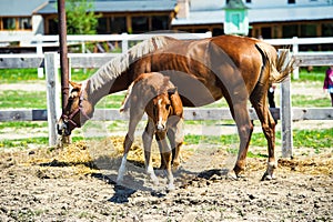 Horse run gallop in meadow