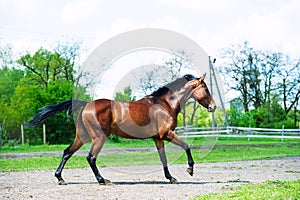 Horse run gallop in meadow