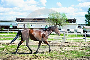 Horse run gallop in meadow