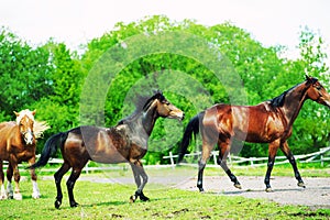 Horse run gallop in meadow