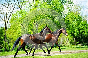 Horse run gallop in meadow