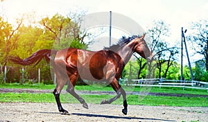 Horse run gallop in meadow