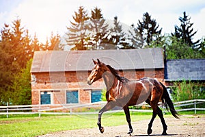 Horse run gallop in meadow