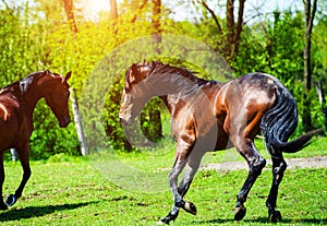 Horse run gallop in meadow