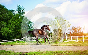 Horse run gallop in meadow