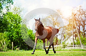 Horse run gallop in meadow