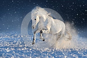 Horse run gallop in snow