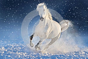 Horse run gallop in snow