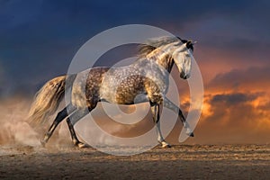 Horse run gallop at sunset