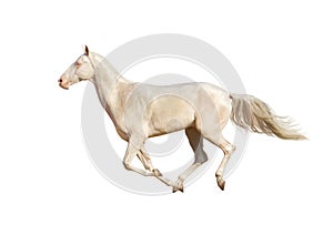 Horse run gallop on white background