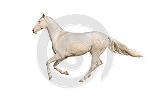 Horse run gallop on white background