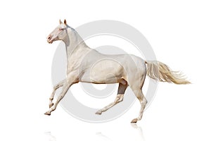 Horse run gallop on white background