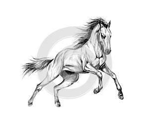 Horse run gallop on a white background. Hand drawn sketch