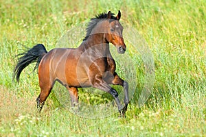 Horse run in grass