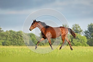 Horse run on green field