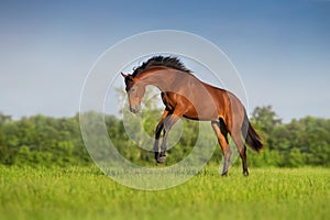 Horse run on green field