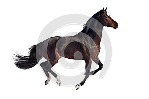 Horse run isolated