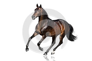 Horse run isolated