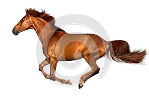 Horse run isolated img