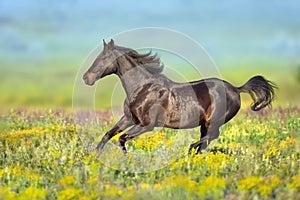 Horse run on meadow