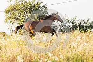 Horse run in meadow