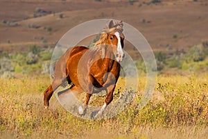 Horse run