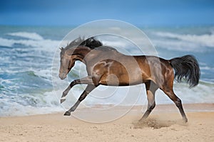 Horse run on sea shore