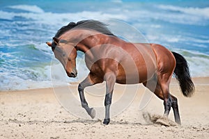 Un caballo correr sobre el el mar costa 