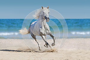 Horse run in seashore