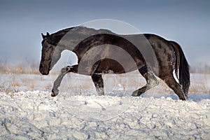 Horse run in snow