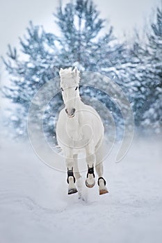 horse run in snow
