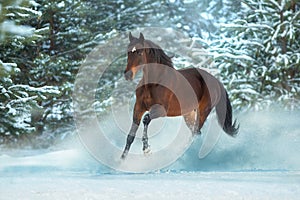 Horse run in snow