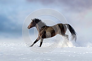 Horse run in snow