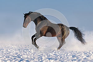 Horse run in snow