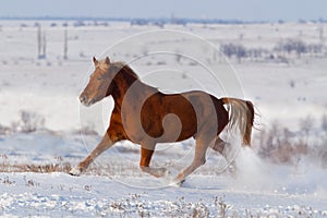 Horse run in snow