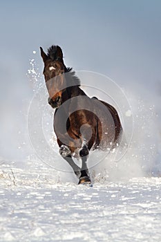 Horse run on snow