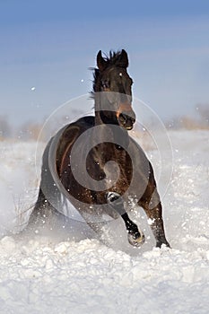 Horse run on snow