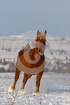 Horse run in snow field