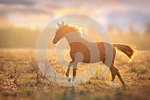 Horse run at sunset