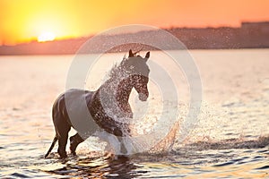 Horse run in water at sunset