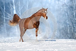 Horse run in winter snow