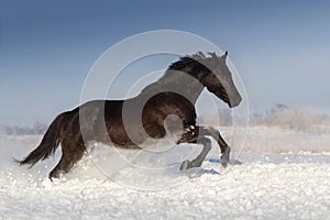 Horse run in winter snow day