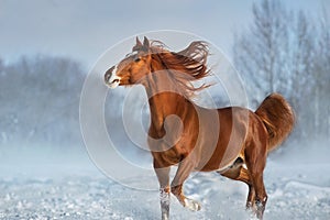 Horse run in winter snow