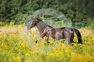 Horse run in yellow flowers