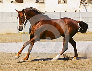 horse runnig on the sand near the fence in the paddock photo