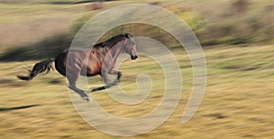 Horse running